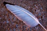 Feather On A Dock At Dawn_04145
